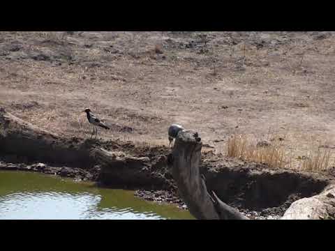 Djuma: Blacksmith Lapwing parent and chick - 09:35- 09/17/18