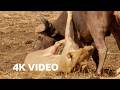 Lions Attempt To Take Down A Bull 4K UHD The Hunt BBC Earth