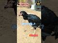kodi కి తెగులు వస్తె ఏమి cheiyali..? #shorts #trending #birds #roosterfarm  #vsrtrendingaseel #pets