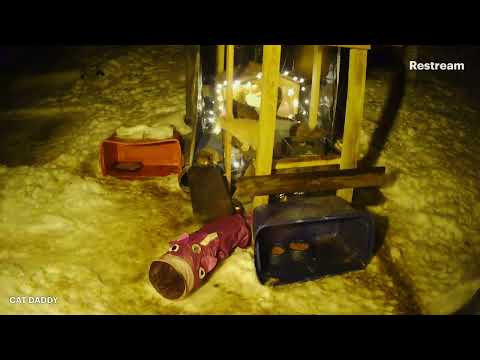 Big Pine Wild Country Kittens  😻  LIVE NIGHT CAM  - January9, 2026