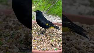 Download lagu Black Siskin | Aviary Birds mp3 Download lagu Black Siskin | Aviary Birds mp3