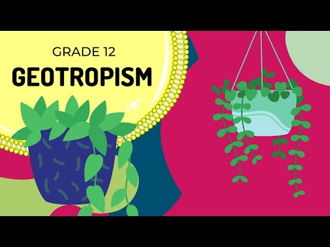 GEOTROPISM | Easy to Understand