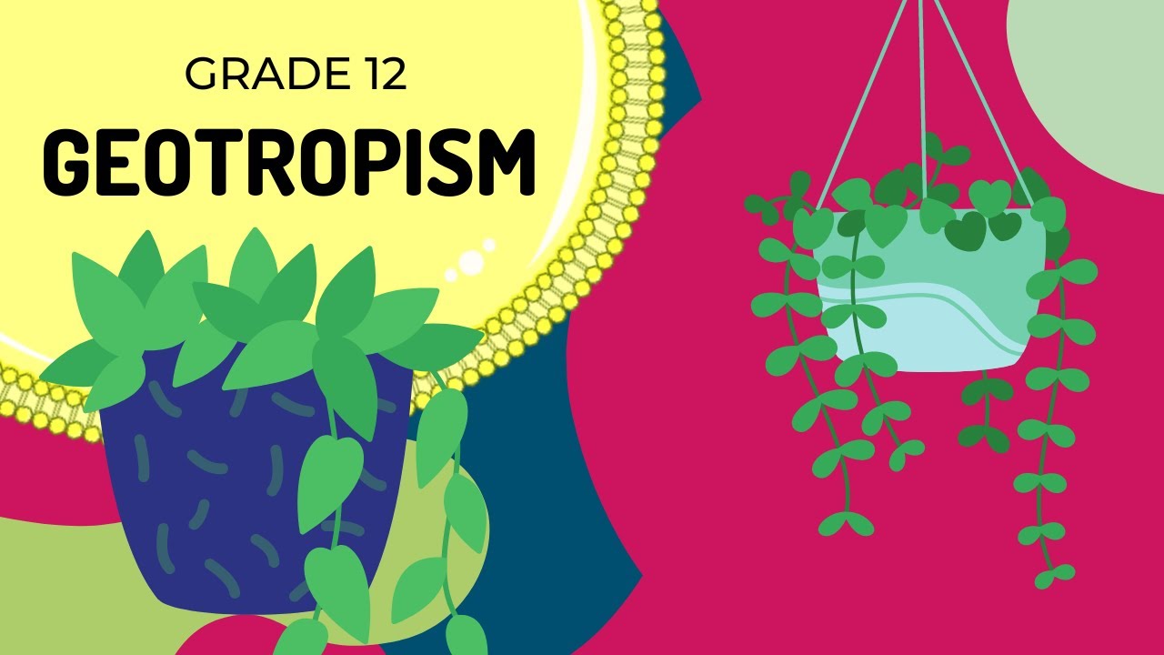 GEOTROPISM | Easy to Understand