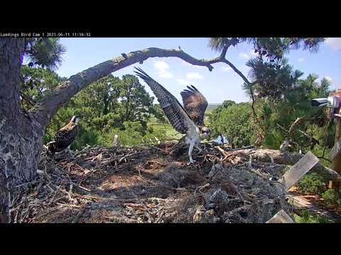 Wing-flapping Mania! Osprey Chicks Hover As They Prep For Fledging – June 11, 2021