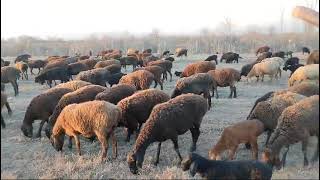 this little sheep is sucking its mother
