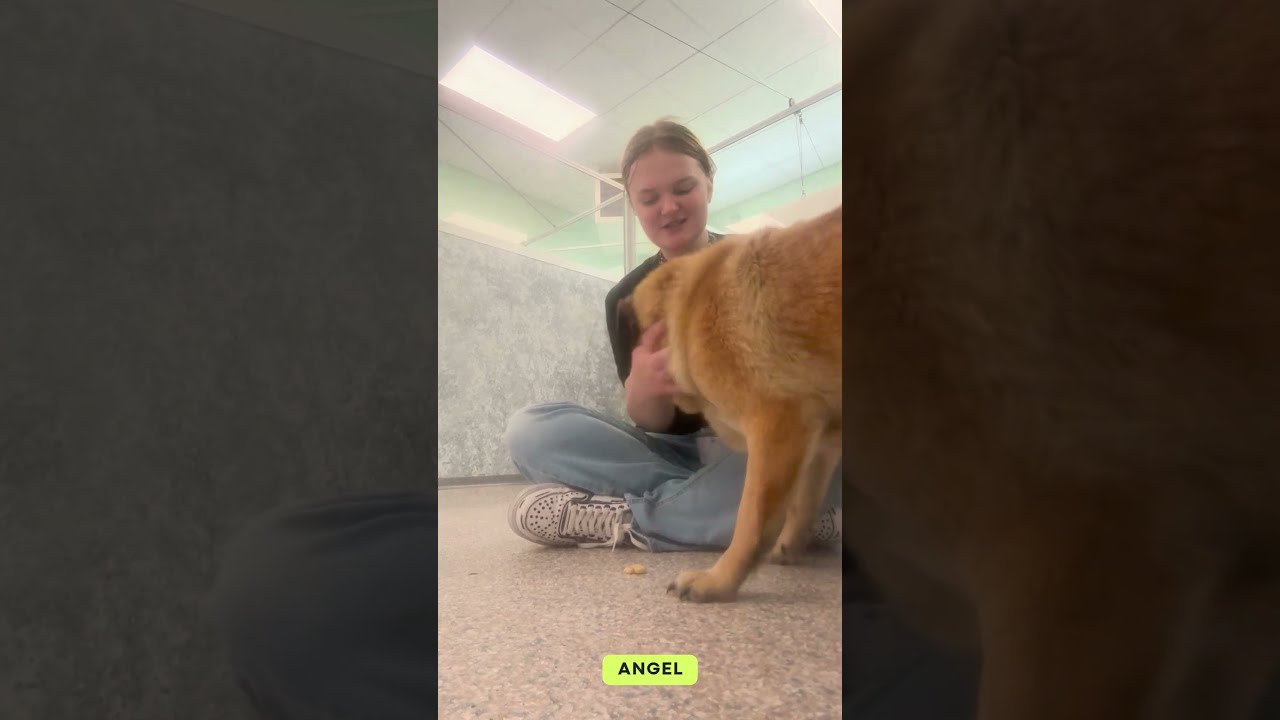 Enlarge Angel (MY26-113), a Adoptable mixed breed in Peyton, CO video 6/6