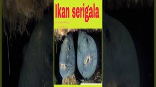 Download lagu Penampakan gigi mengerikan monster laut dalam#shortsfeed#shortsvideo#shorts mp3 Download lagu Penampakan gigi mengerikan monster laut dalam#shortsfeed#shortsvideo#shorts mp3