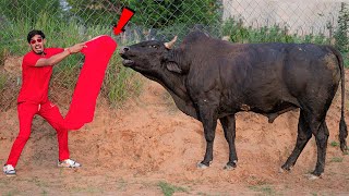 Will The Bull Attack Me? सांड को ल�