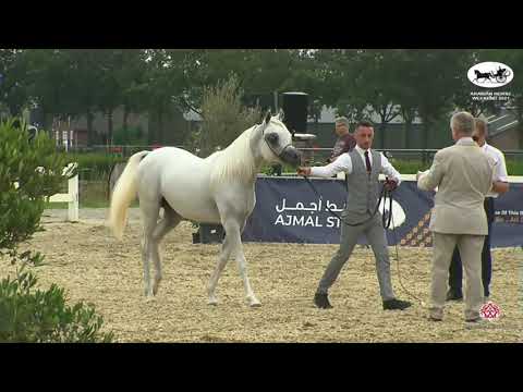 N 51 NOAH O   Arabian Horse Weekend 2021   International