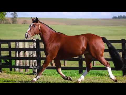 Lote 18 GULA DOS CASTANHEIROS