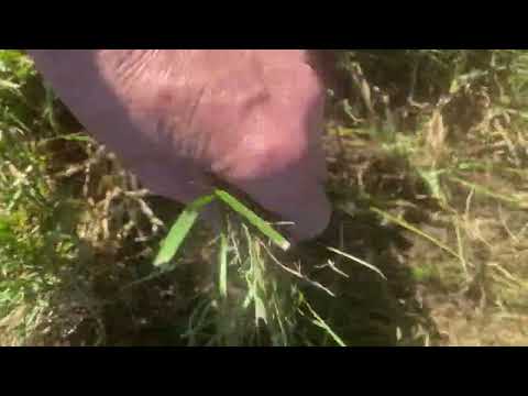 Miracle Gro - Infested bags with grub!!!! - Image 3