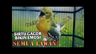 Download lagu Teriakan keras sirtu ini apuh bikin EMOSI lawan//Sirtu gacor memangil lawan mp3
