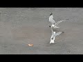 Seagulls Fighting Over A Piece Of Pizza