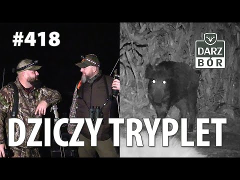 Darz Bór odc. 418 Dziczy tryplet. #wildeboarhunting # Night hunting