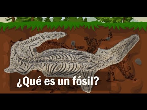 ¿Qué es un fósil?