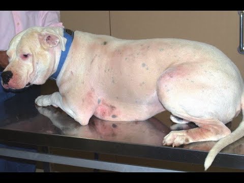 Enterosgel in cura di psoriasi La psoriasi di fotografia e che è cattivo