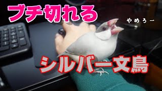 動画編集をやめない飼い主にブチ切れるシルバー文鳥 Angry Java sparrow