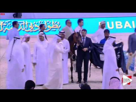 2ND-N.24 HDM MARIA APAL - Dubai 2016 - Yearling Fillies Championship (Class 18)