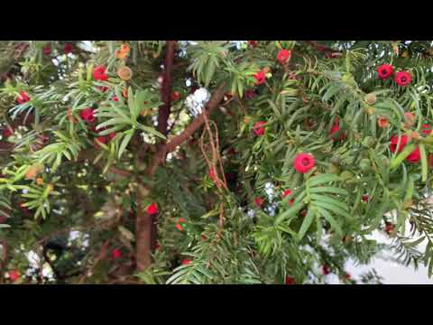 Ist die Eibe giftig?