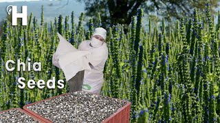 Awesome CHIA SEEDS Cultivation Technology And Harvest - CHIA SEEDS Healthy Benefits | Happy Farm