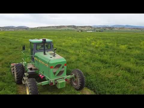 Cutting hay with a  4890 John Deere