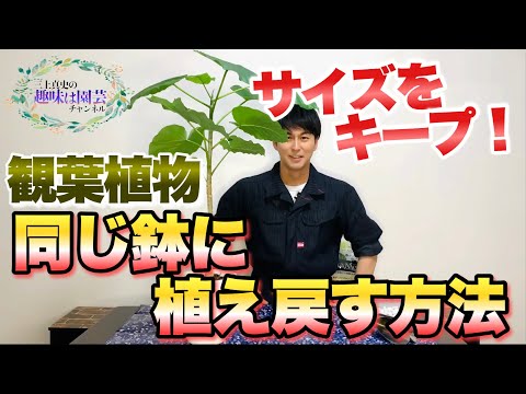 シンビジウムの植え替え