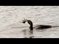 Cormorant Eating Fish