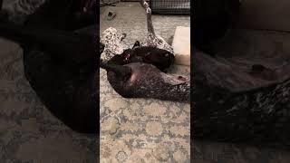 Video preview image #1 German Shorthaired Pointer Puppy For Sale in Menlo Park, CA, USA
