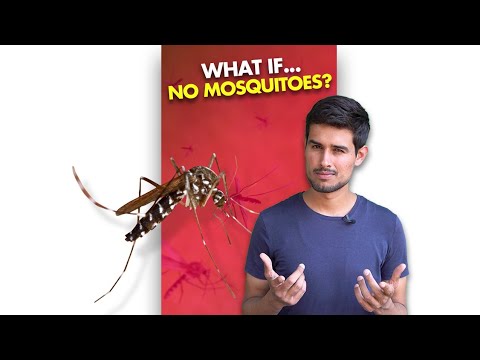 What If We K*LL All the Mosquitoes?