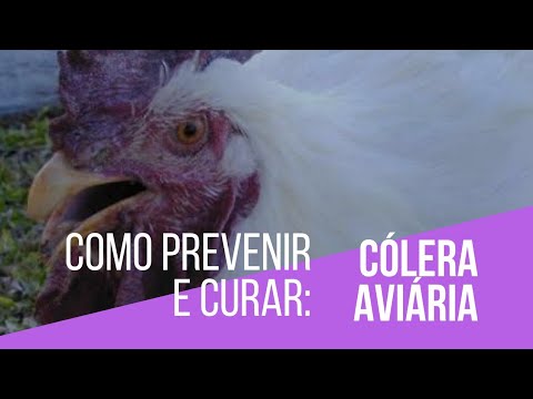, title : 'Cólera aviária: sintomas, prevenção, dicas e cuidados | Criatório Neves'