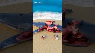 Why Blue Whales Explode?