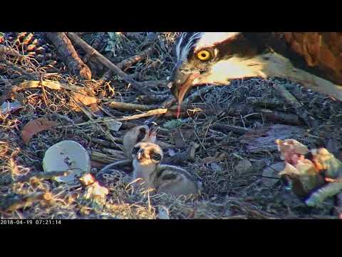 Morning After Egg #2 Hatches, Two Chicks Stay Well Fed In Savannah – April  19, 2018