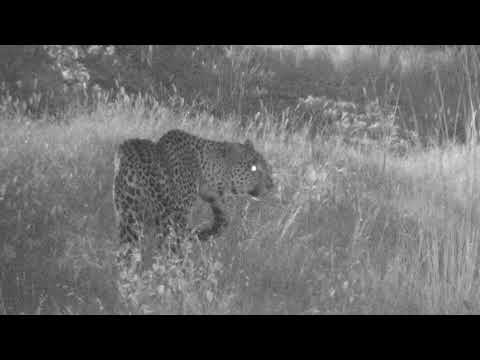 Djuma Private Game Reserve Live Stream - Hosana heads off into the night: March 11, 2018