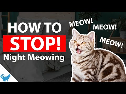 How to stop cats from meowing at night? [Your Cat Question Answered]