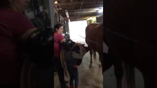Kenzie Learning to Remove her tack