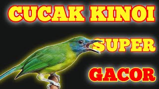 Download lagu suara cucak kinoi betina gacor mp3