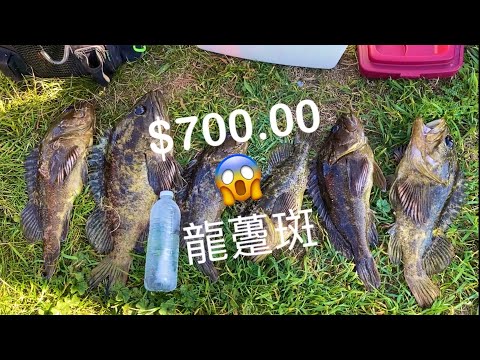 CATCH and COOK!!! Epic Rockfish Hotpot 打邊爐 龍躉斑