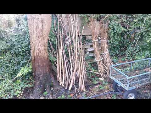 Hazel Coppice, fruit bed prep, plot update