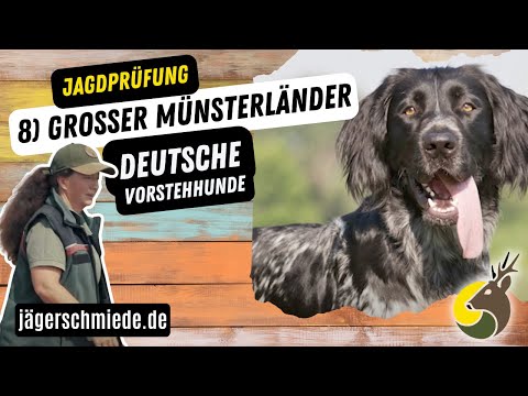 8) Großer Münsterländer (Deutsche Vorstehhunde) - 💡 Wissen für deine Jagdprüfung