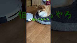 狙われた柴犬！　【京の柴犬】てんチャンネル