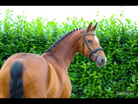 Wallach von Belissimo