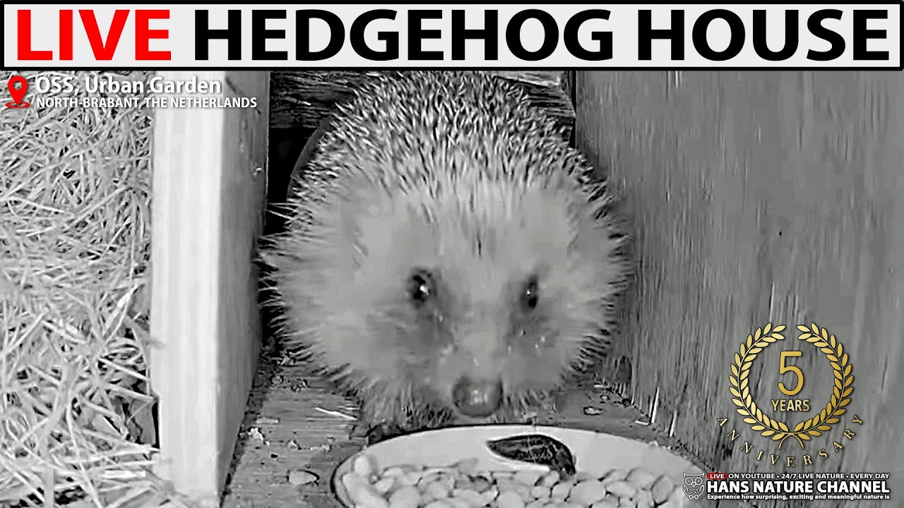 Live webcam view of Pip & Bruno's Hedgehog House