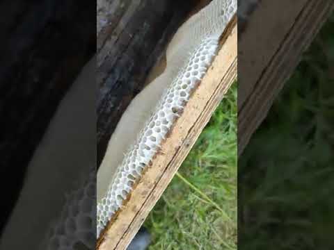 Пчеловодство.Роеловство.Как рой отстраивает пустое пространство сотами в ловушке #Роеловство #shorts