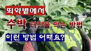 [텃밭농부 1,975]  뙤약볕에서 수박이 터지는 것을 막아 주는 방법. 이 방법 어때요? #수박재배