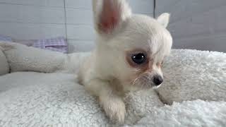 チワワ(ロング)の動画01