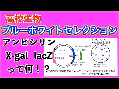 プラスミドの安定化について詳しく解説