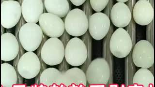 Egg boiling, steaming, peeling production line