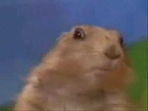 Prairie Dog singing Its Going Down