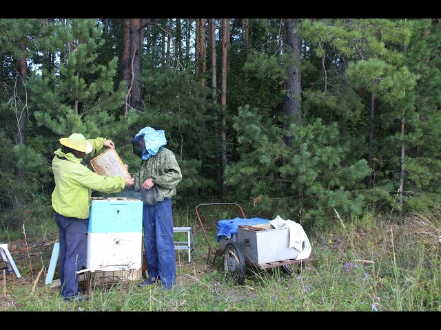 Вести Менделеевск: Наша съёмочная группа побывала на одной из пасек