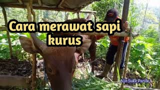 Download lagu Cara merawat sapi Bali kurus agar cepat gemuk mp3